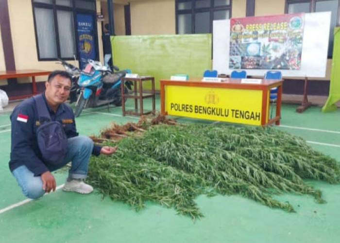 Polda Bengkulu Ungkap 4 Hektar Ladang Ganja, Para Tersangka Diadili