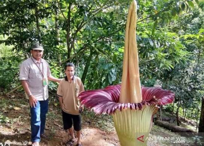 Eksotisme Bunga Bangkai: Keajaiban Botani di Hutan Lindung Kepahiang