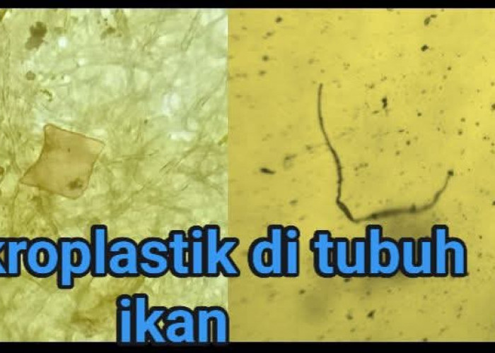 Era Mikroplastik Nano: Ancaman Tak Kasat Mata yang Berubah Menjadi Polutan Biologis