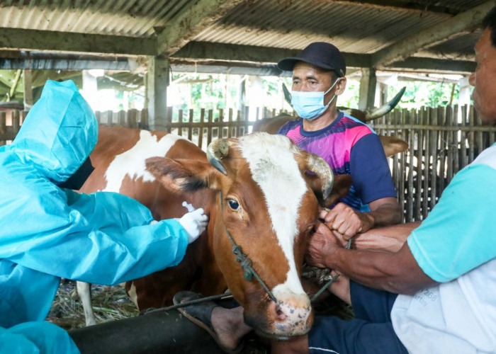 10.556 Ekor Sapi di Provinsi  Bengkulu Berisiko Terjangkit PMK