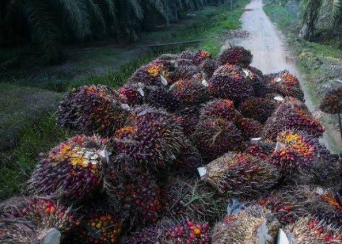  Dulu Kopi, Kini Tanaman Sawit Primadona di Bengkulu Tengah