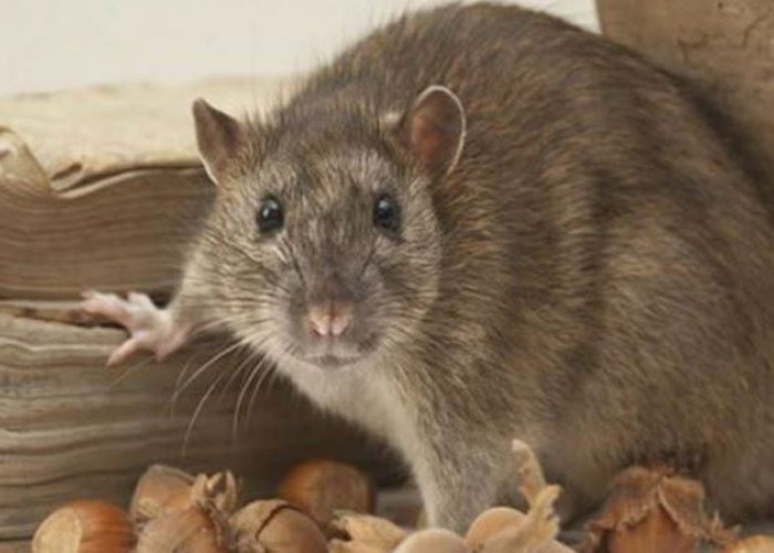  Ini Cara Alami Mengusir Tikus dari Plafon Rumah 