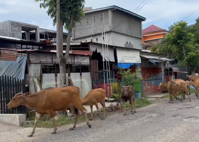 Ternak Dilepas Liarkan Masih Jadi Biang Kerok Kecelakaan, PM Minta Evaluasi Pejabat Satpol-PP