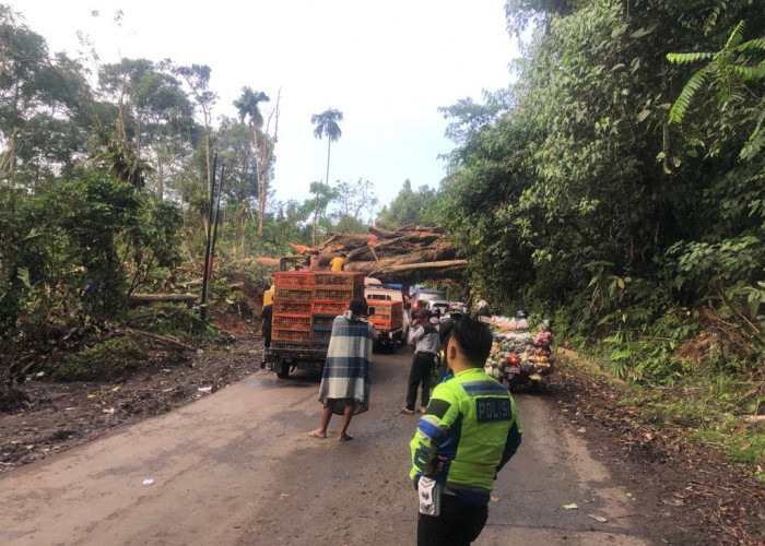 Jalan Lintas Kepahiang Macet, Cerita Rakyat Pohon Itu Ada 'Penunggunya'