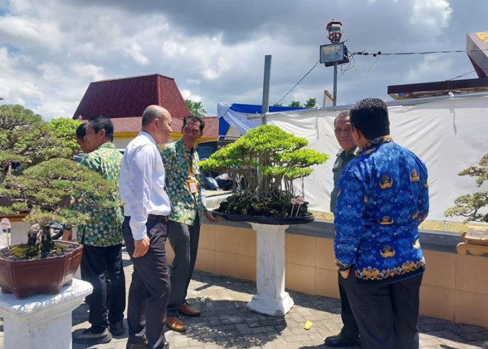 Swadaya, PPBI Kota Bengkulu Gelar Pameran dan Kontes Bonsai Nasional 