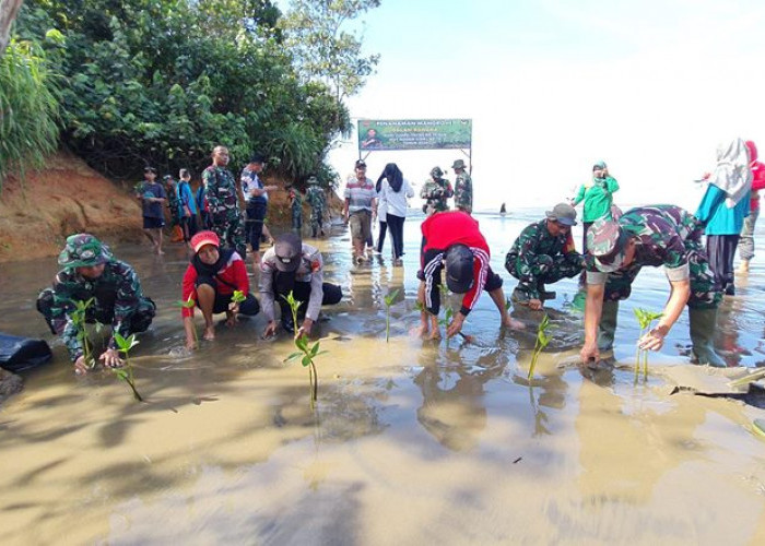 Sambut Hari Juang,  Kodim 0423 Bengkulu Utara Gelar Penanaman 1000 Pohon Mangrove