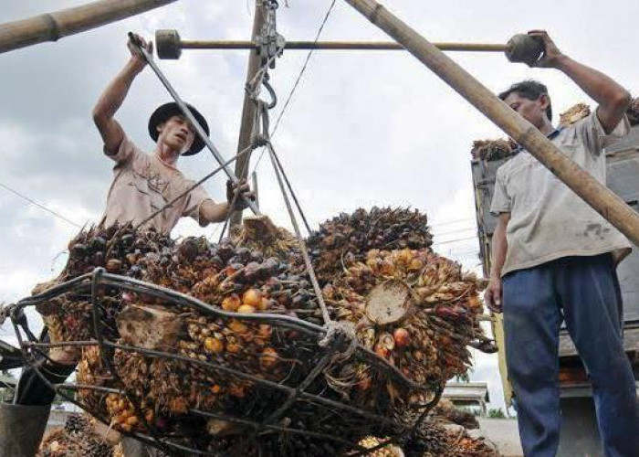 Dana Bagi Hasil Sawit Kabupaten Mukomuko Tahap 1 Cair Rp 7,5 Miliar, Sudah Masuk Rekening Kasda 