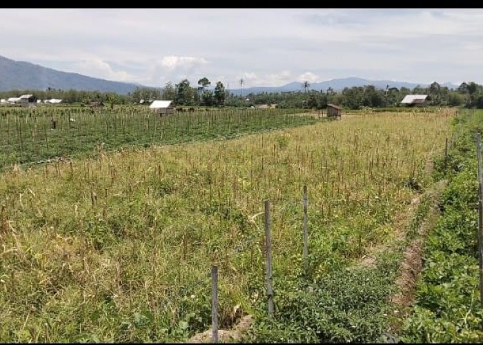 500 Hektar Lahan   Persawahan  Ditanam Sayuran