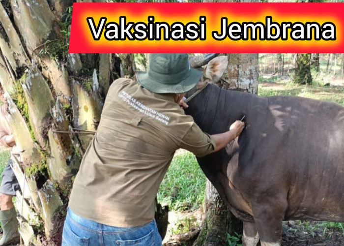 Begini Cara Mudah Mendapat dan Melakukan Vaksinasi Jembrana Untuk Ternak Sapi