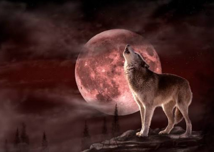 Astronomi: Fenomena Wolf Moon dan Oposisi Jupiter 2026