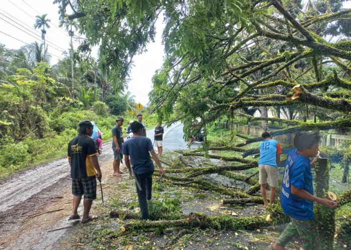 Berkat Gotong Royong, Pohon Tumbang di Depan Kantor Camat Maje Berhasil Disingkirkan