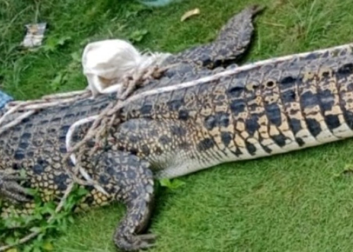 Bikin Geger,  Jaring Nelayan Pondok Kelapa Tangkap Seekor Buaya