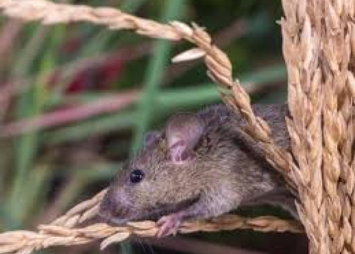 Ternyata Ini Cara Ampuh Mengusir Hama Wereng dan Hama Tikus di Sawah 