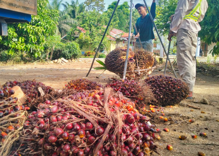 Ini Update Harga TBS Kelapa Sawit di Mukomuko