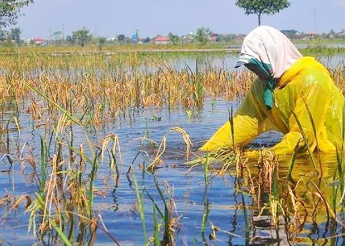  Wilayah Pertanian Bengkulu Selatan Menjadi Lokasi Rawan Banjir Ada 17 Titik