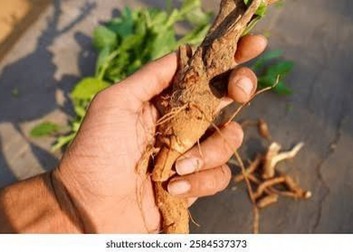 Manfaat Tersembunyi Akar Ashwagandha