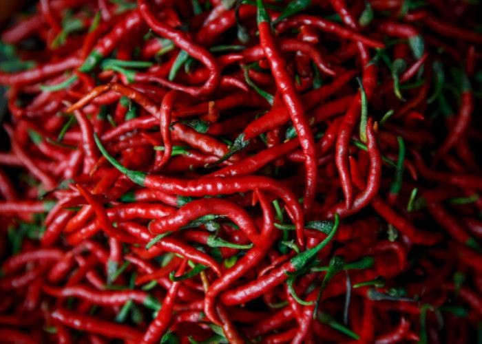 Harga Cabai Merah di Kota Bengkulu Alami Penurunan