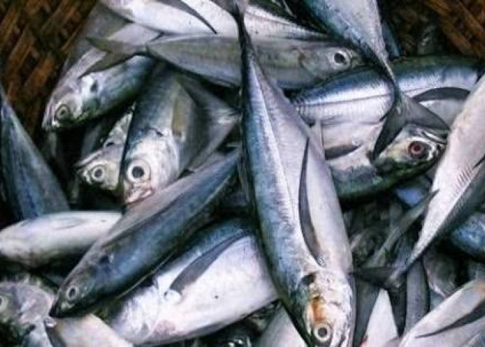 Jarang Diperhatikan, Ini Manfaat Ikan Tenggiri untuk Kesehatan Tubuh