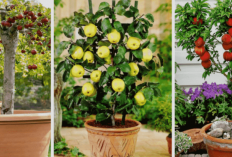 Ini Tujuh  Tanaman  yang Cepat Berbuah dalam Pot 