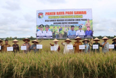 Bupati Mukomuko Panen Raya di Sumber Makmur 
