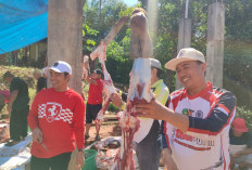 Idul Adha 2026: Hewan Qurban Kemenag Kota Bengkulu Naik 6 Persen, Total Mencapai 2.426 Ekor Se Kota 