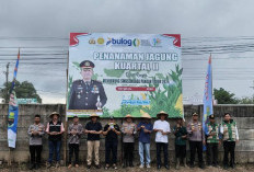 Gotong Royong di Kandang Mas, Tanam Jagung Bareng demi Swasembada Pangan