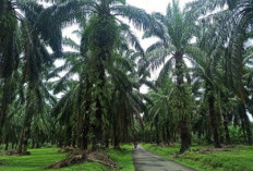  Peneliti IPB Bilang Tanaman Sawit Itu Bukan Penyebab Utama Banjir