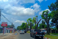 Pohon di Jalan Bakti Husada Dipangkas, Jalanan Bengkulu Kini Terlihat Lebih Rapi dan Terang