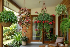 Ini Tanaman Gantung yang Menyegarkan dan Mempercantik Rumah 