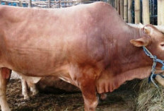  Jelang Idul Adha, Pemkot Bengkulu Perketat Pengawasan Kesehatan Hewan Kurban