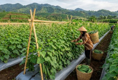 Ini Panduan Praktis Budidaya Mentimun Organik untuk Panen Melimpah 