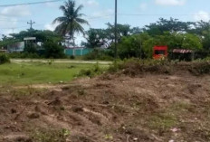 BPBD Kota Bengkulu Sulap Lahan Tidur Jadi Kebun Jagung 