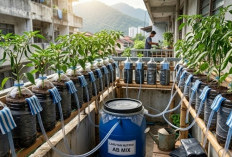 Ini Cara Praktis dan Mudah Tanam Cabai di Botol Bekas