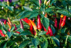 Ini Rahasia Menanam Cabai di Pot agar Berbuah Lebat 