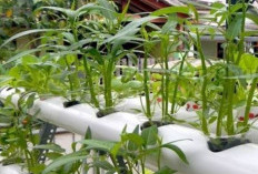 Jangan Sampai Salah, Ini Cara Memilih Bibit Kangkung Hidroponik Unggul yang Hasilkan Daun Segar