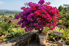 Ini Dia Cara Membuat Tanaman Bougenville Cepat Berbunga Lebat 