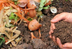 Ini Dia Cara Membuat Pupuk Organik Cair dari Limbah Dapur