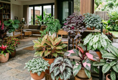 Inilah Tanaman Hias Daun Paling Indah untuk Dekorasi Rumah Modern
