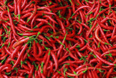 Ini Update Kondisi Harga dan Inflasi di Kota Bengkulu Awal 2026