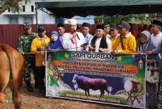  Presiden Prabowo Subianto Sumbang Sapi Kurban untuk Masyarakat Kota Bengkulu