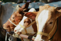 Ini Kriteria Hewan Kurban yang Sah  Menurut Syariat