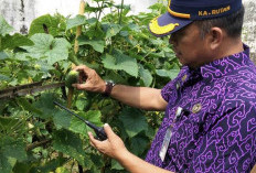 Kepala Rutan Kelas II B Manna Pastikan Program Pembinaan Kemandirian Bidang Pertanian