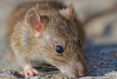  Ini Dia  Bahaya Kencing Tikus bagi Kesehatan Keluarga