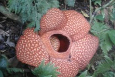 Banyak Warga Berdatangan, Bunga Rafflesia Mekar Sempurna di Liku Sembilan