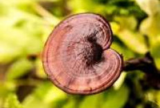 Rahasia Sehat dengan Jamur Reishi