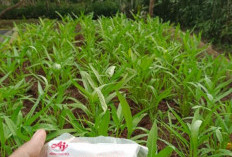 Ibu Rumah Tangga Gunakan Penyedap Rasa Sebagai Pupuk Tanaman