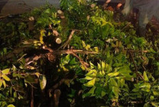 Cuaca Ekstrem, Dedy Wahyudi  Wanti-Wanti OPD Kota Bengkulu Selalu Siaga