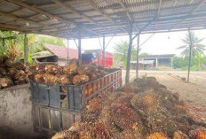 Harga Sawit di  Bengkulu Merangkak Naik  jadi  Rp 3.300 per Kilogram