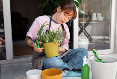 Air Cucian Beras Ternyata Bisa Menyuburkan Tanaman