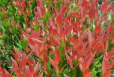 Cara Ampuh Agar Tanaman Pucuk Merah Kembali Merona